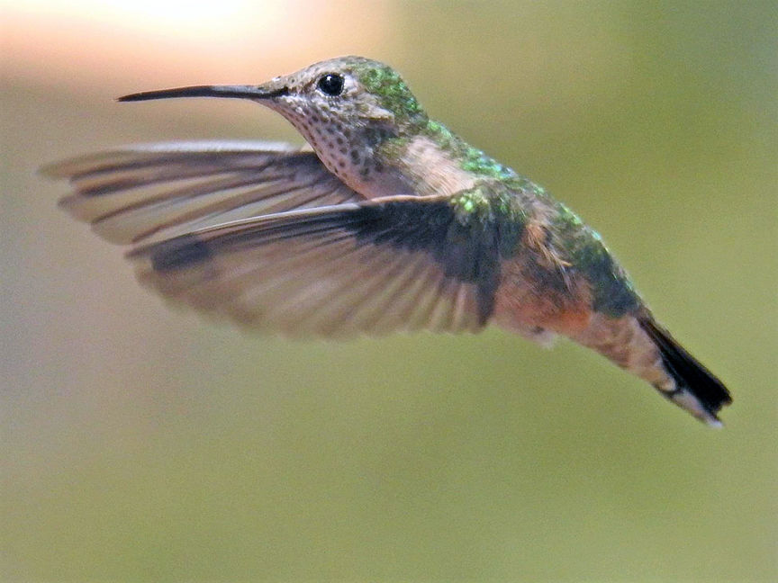 Hummingbirds return to the Arkansas Valley